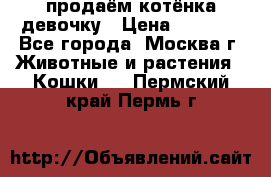 продаём котёнка девочку › Цена ­ 6 500 - Все города, Москва г. Животные и растения » Кошки   . Пермский край,Пермь г.